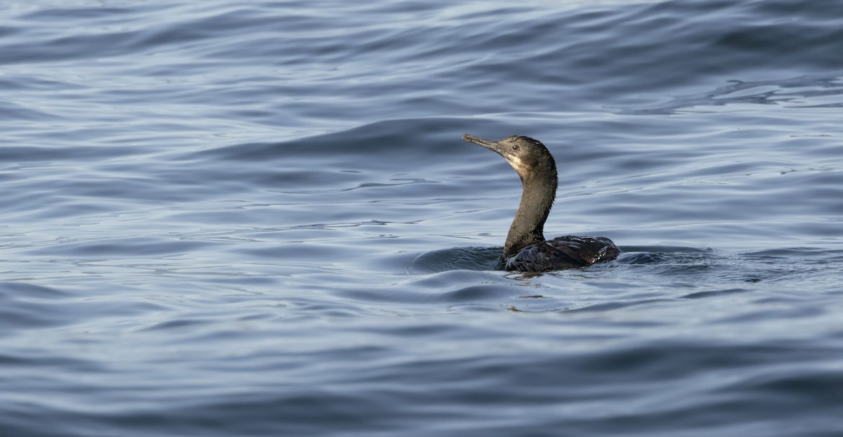 Brandt's Cormorant - ML643961040