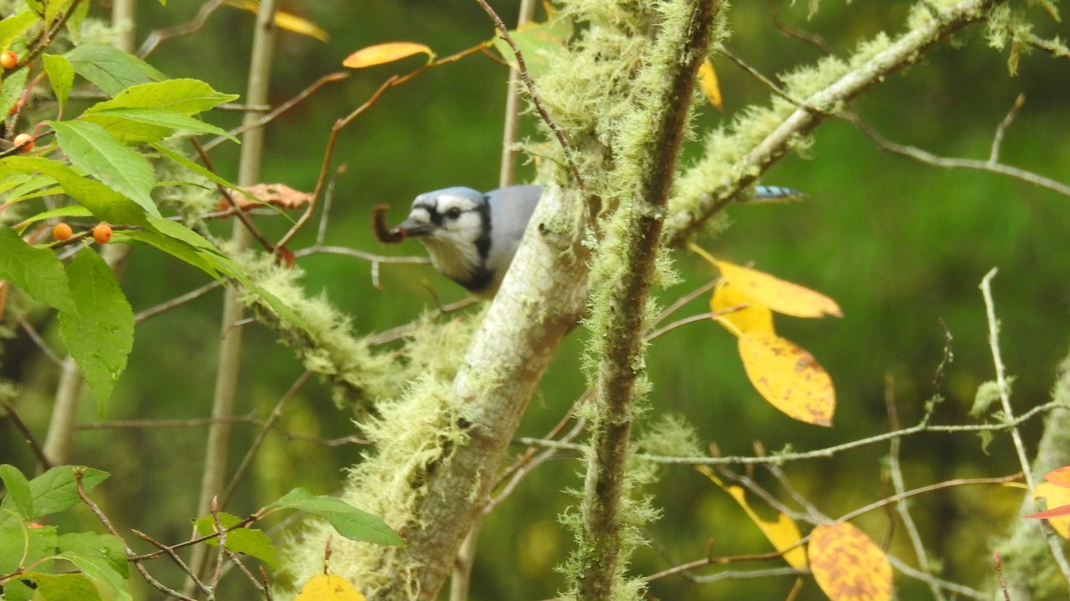 Blue Jay - ML643961043