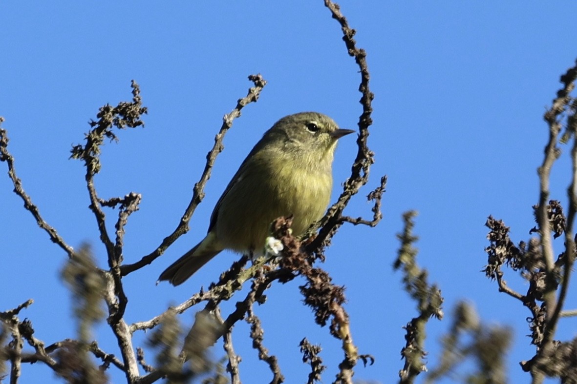 Paruline verdâtre (lutescens) - ML643961047