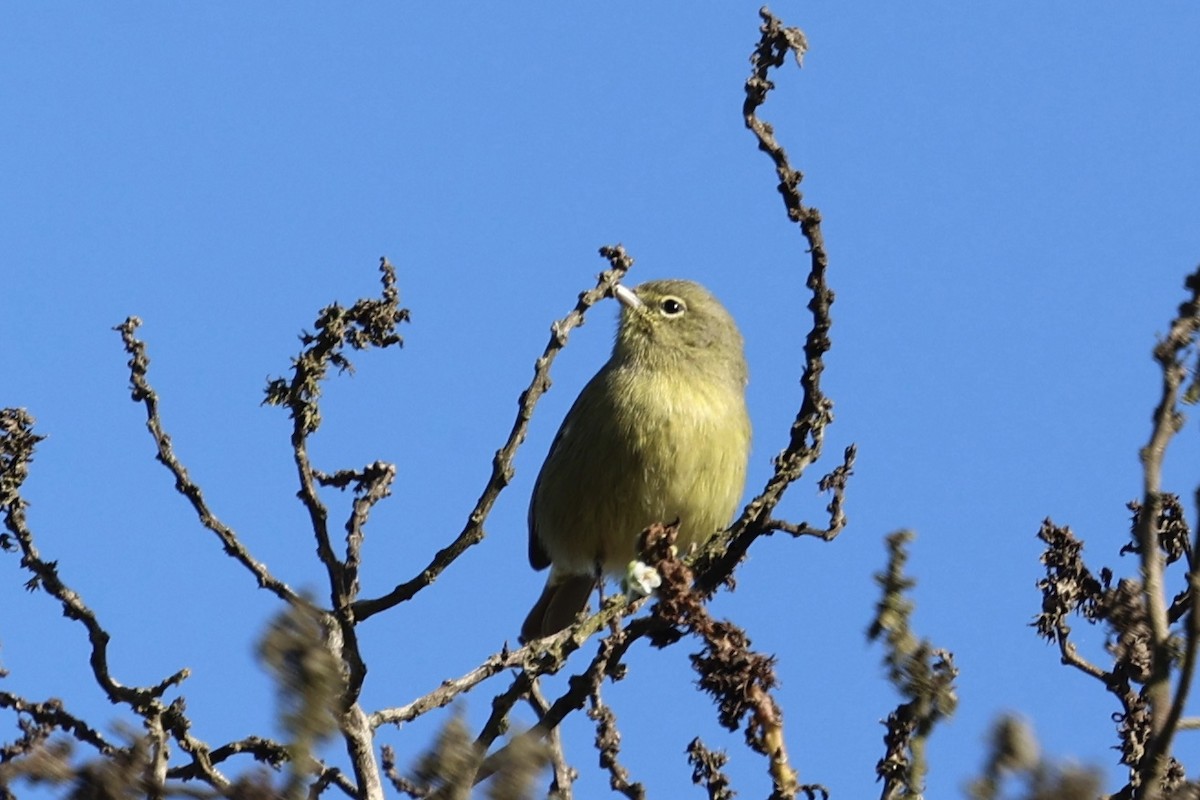 Paruline verdâtre (lutescens) - ML643961048