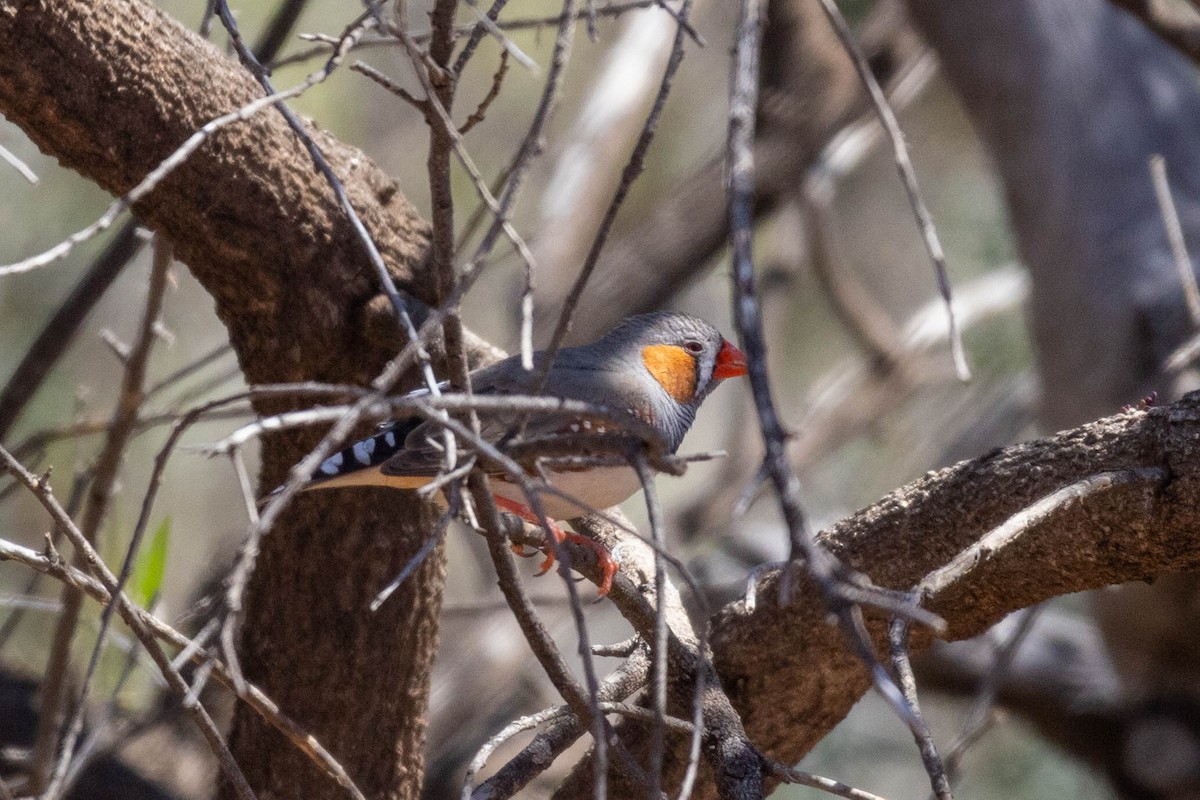 Діамантник зебровий (підвид castanotis) - ML643961090