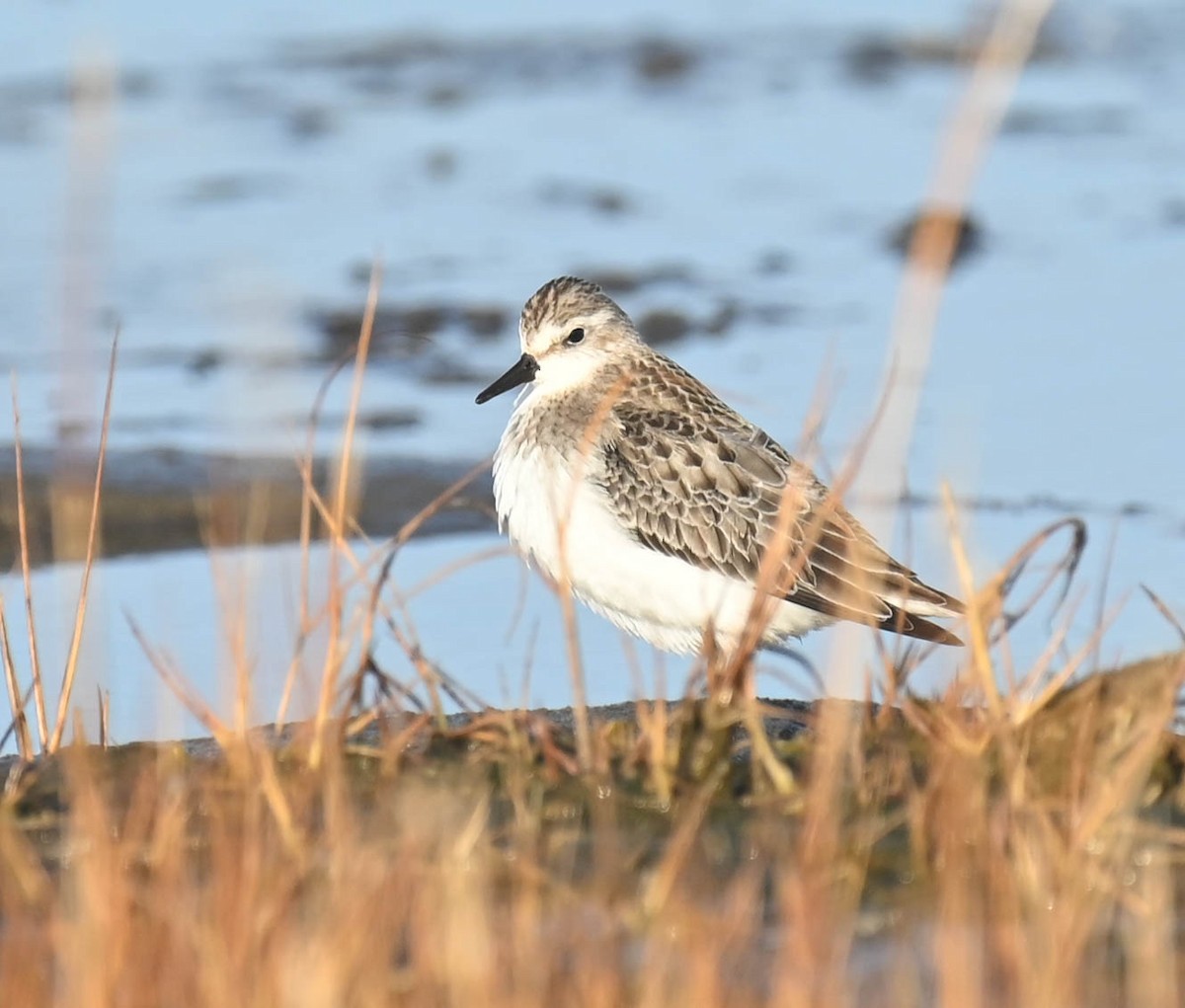 Semipalmated Sandpiper - ML643961100