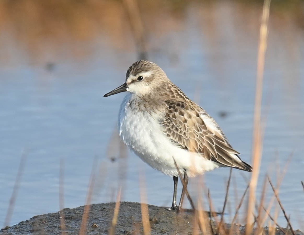 Semipalmated Sandpiper - ML643961102