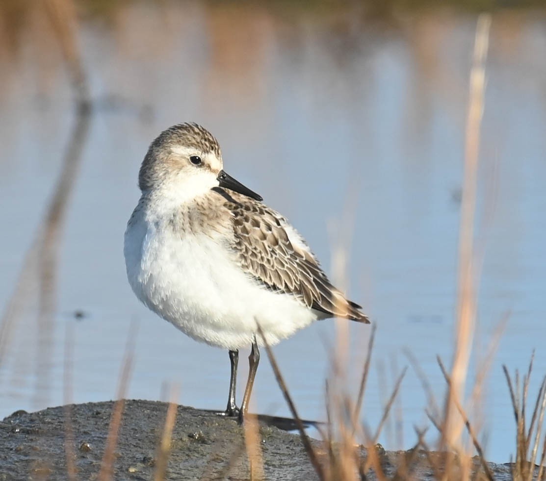 Semipalmated Sandpiper - ML643961103