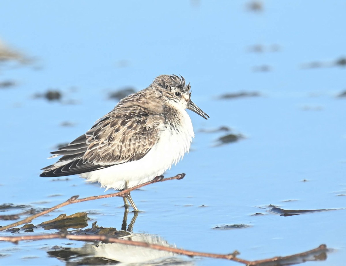 Semipalmated Sandpiper - ML643961106