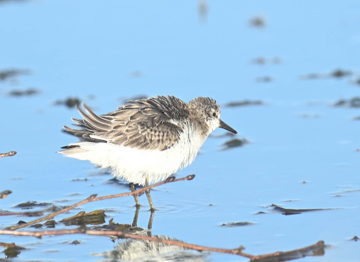 Semipalmated Sandpiper - ML643961107