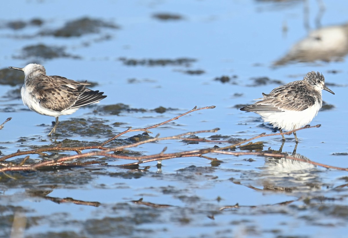 Semipalmated Sandpiper - ML643961108