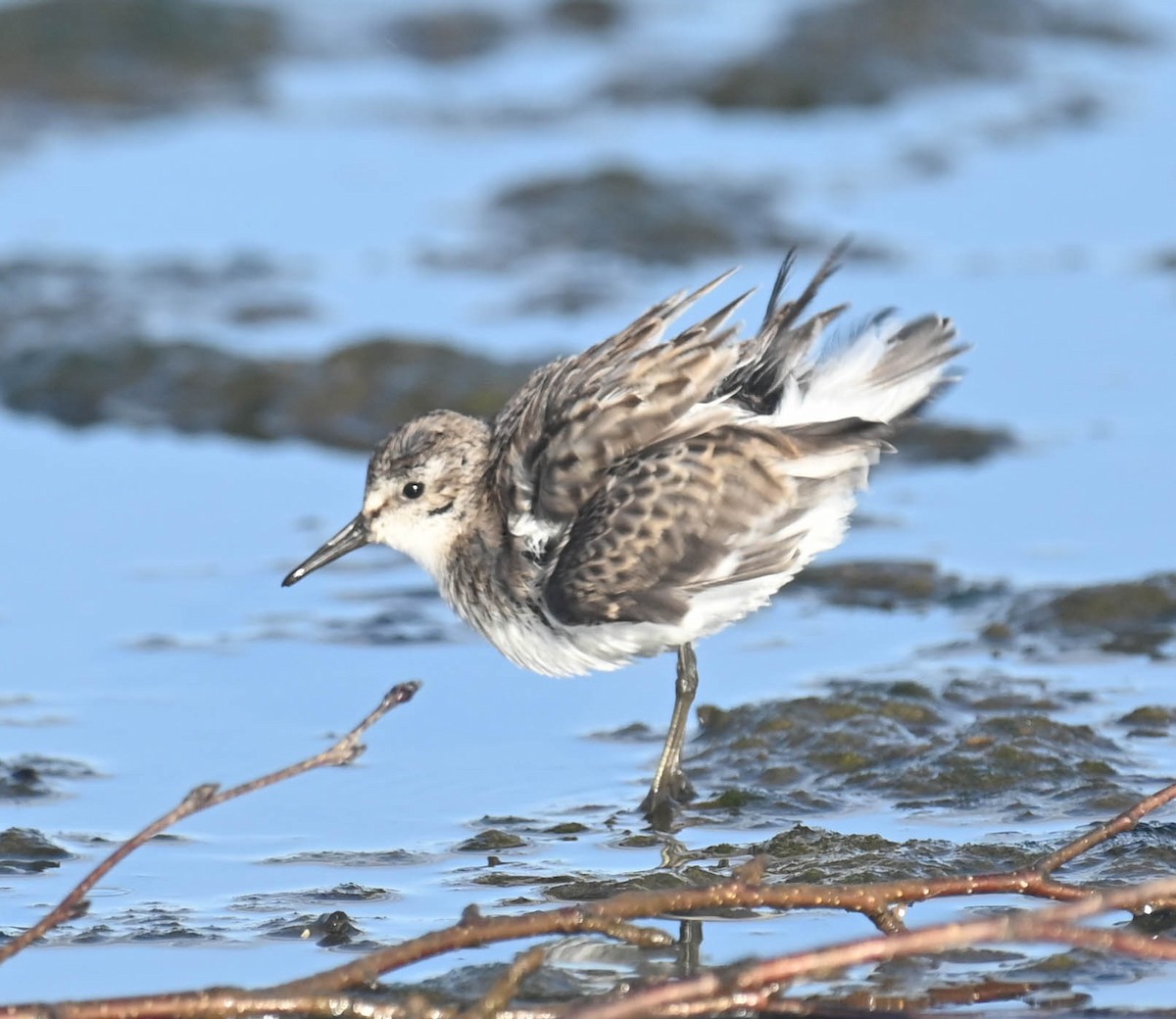 Semipalmated Sandpiper - ML643961109
