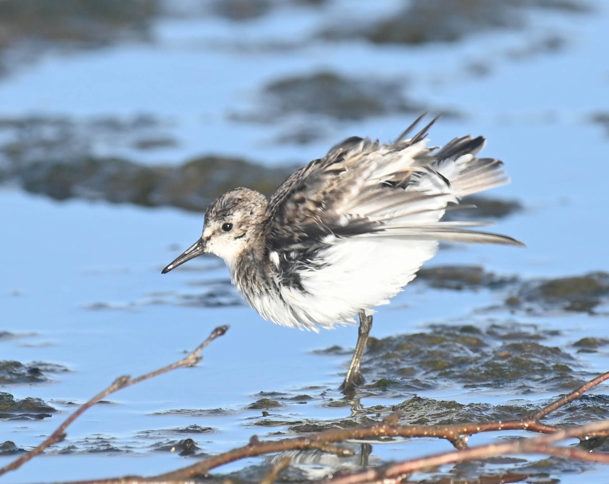 Semipalmated Sandpiper - ML643961110