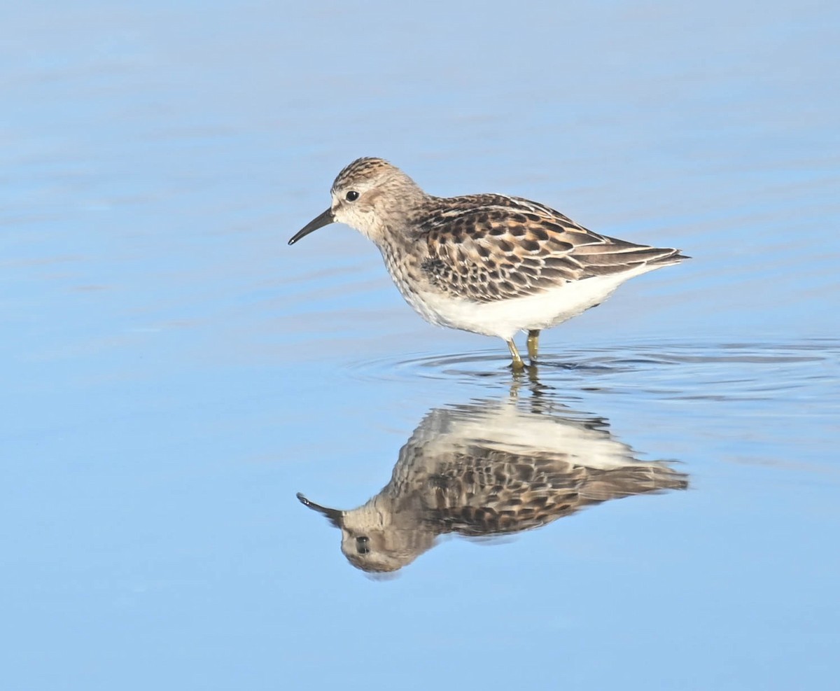 Semipalmated Sandpiper - ML643961111