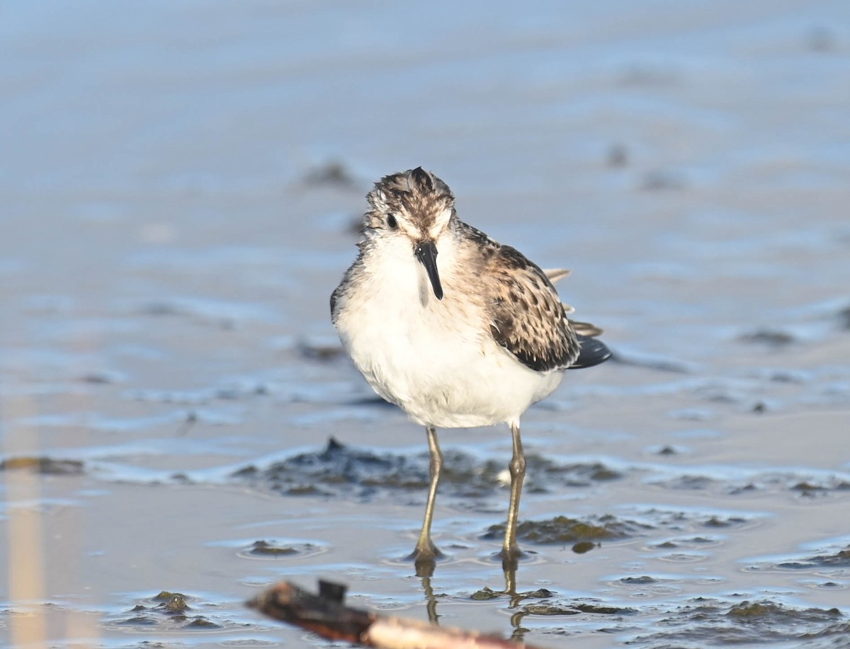 Semipalmated Sandpiper - ML643961113