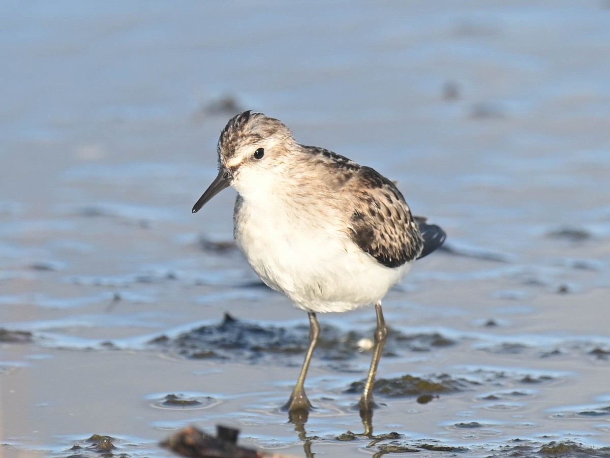 Semipalmated Sandpiper - ML643961114