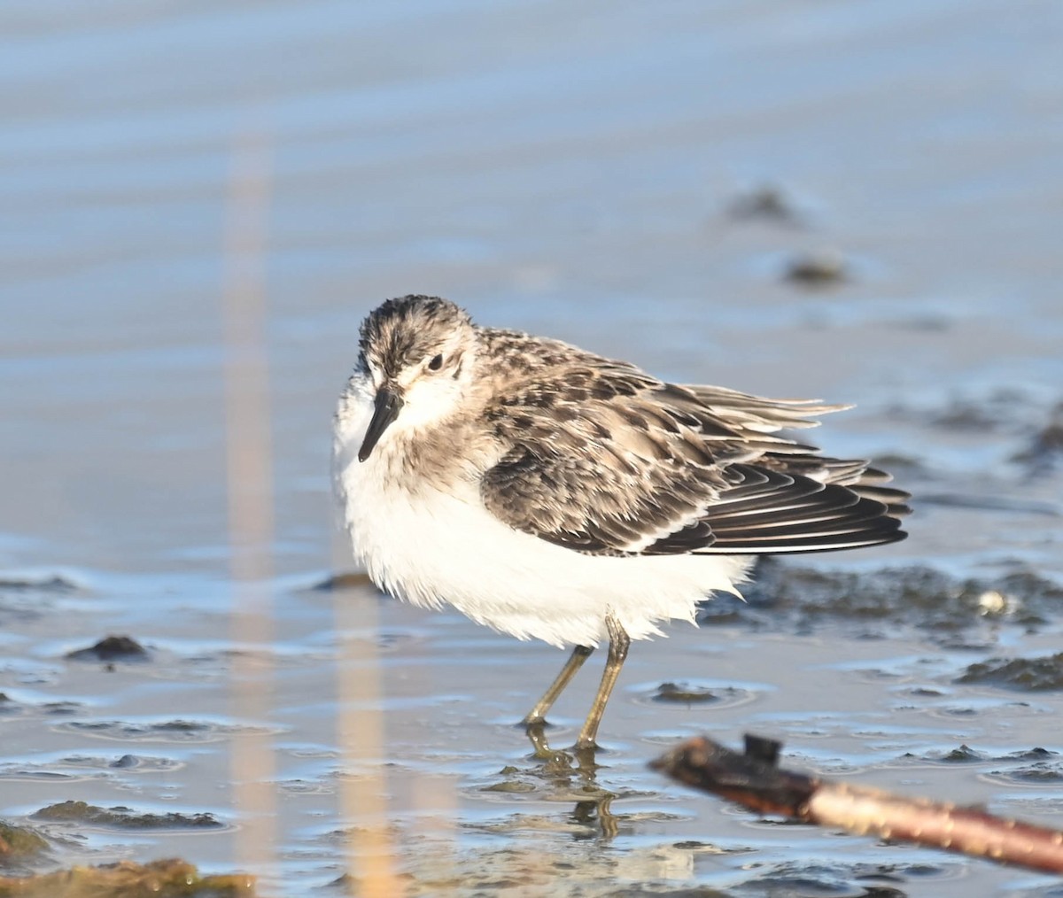 Semipalmated Sandpiper - ML643961115