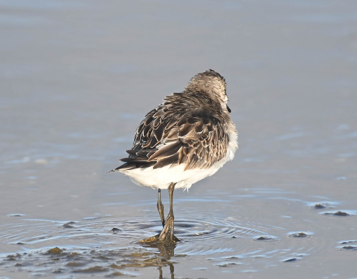 Semipalmated Sandpiper - ML643961116