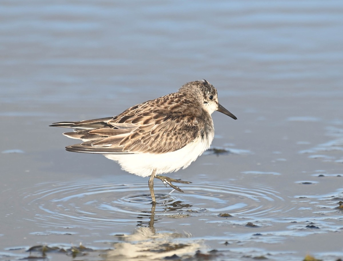 Semipalmated Sandpiper - ML643961117