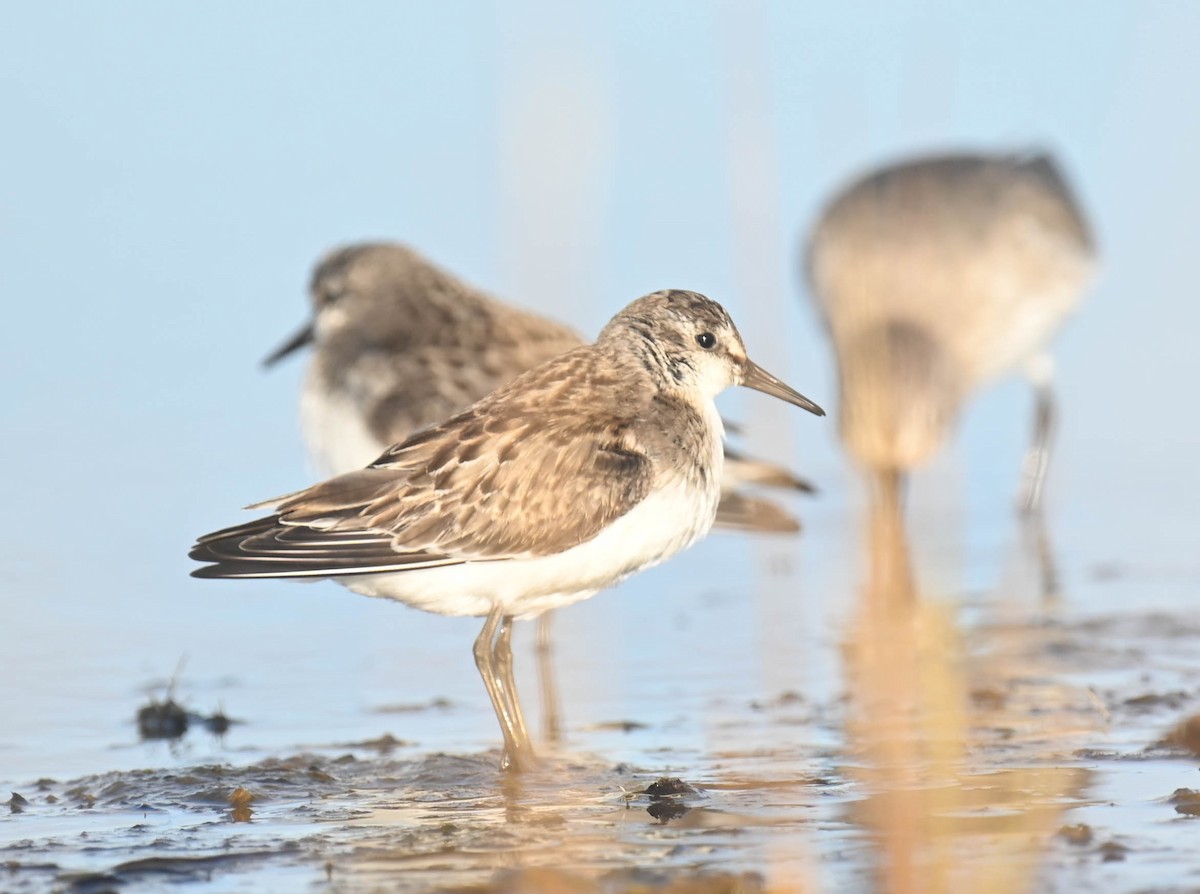 Semipalmated Sandpiper - ML643961119