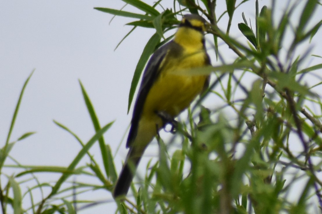 キマユタイランチョウ - ML643961148