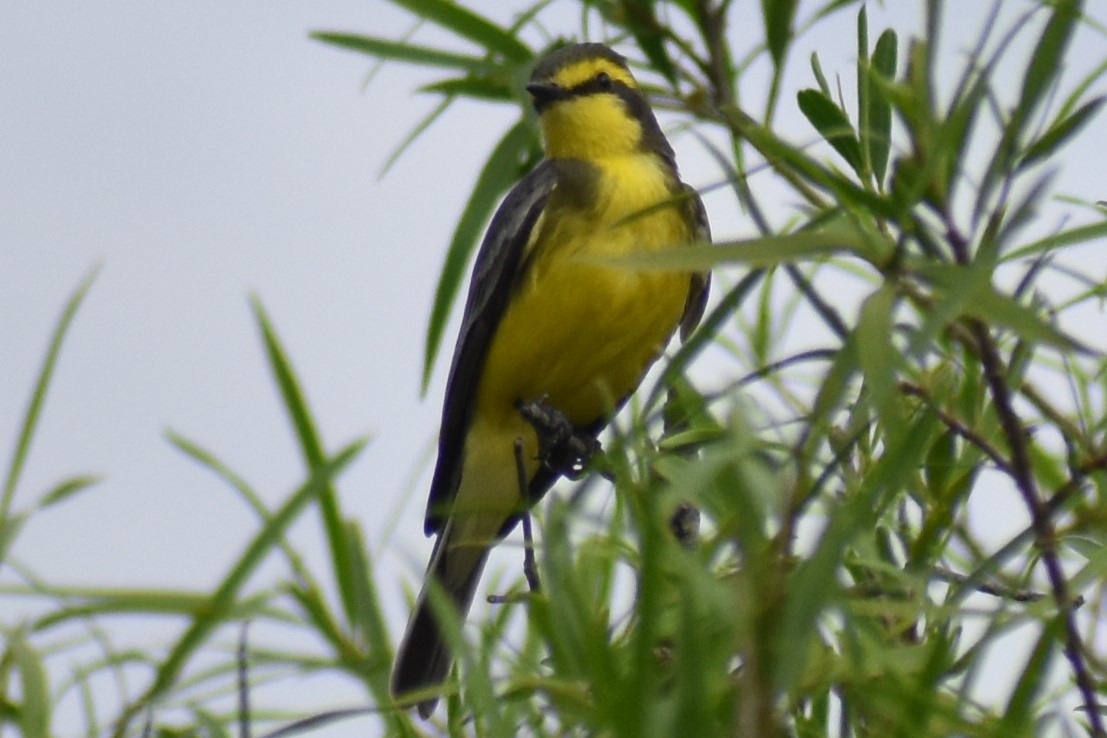 キマユタイランチョウ - ML643961149