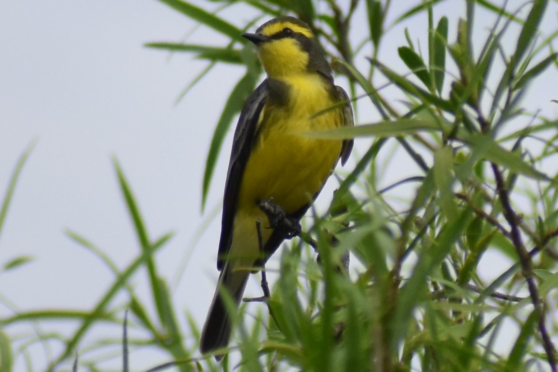 キマユタイランチョウ - ML643961150