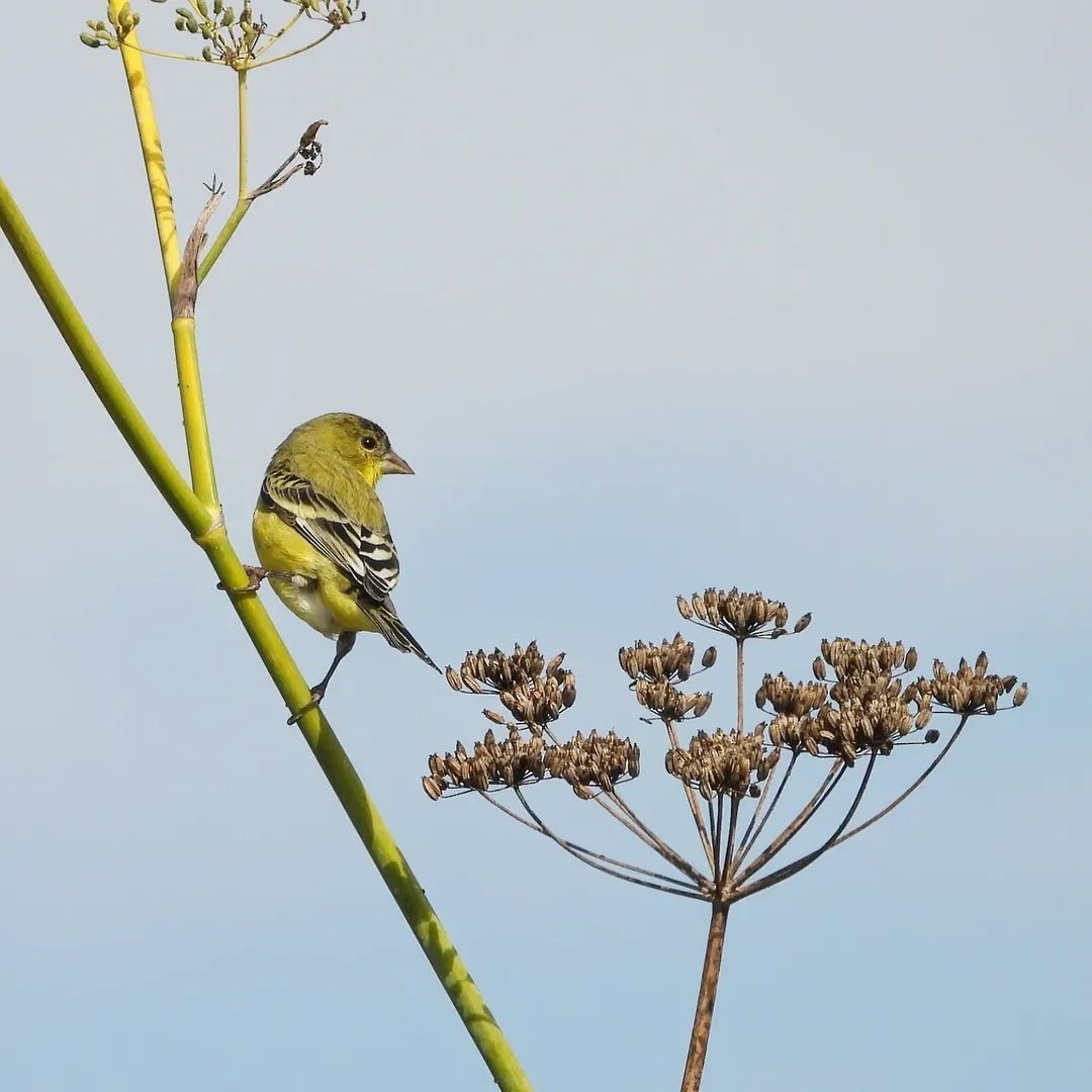 Lesser Goldfinch - ML643961165