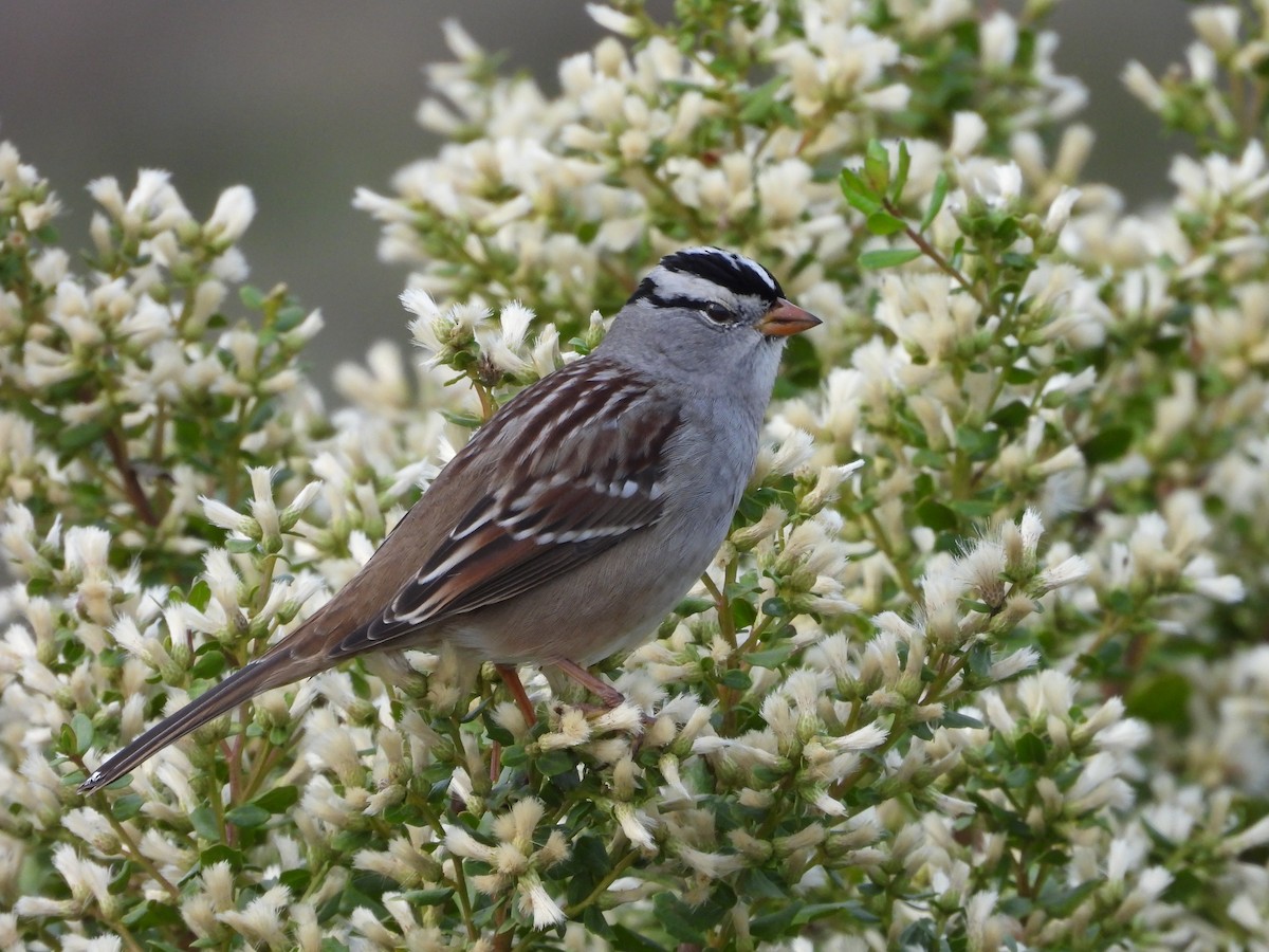 White-crowned Sparrow - ML643961183