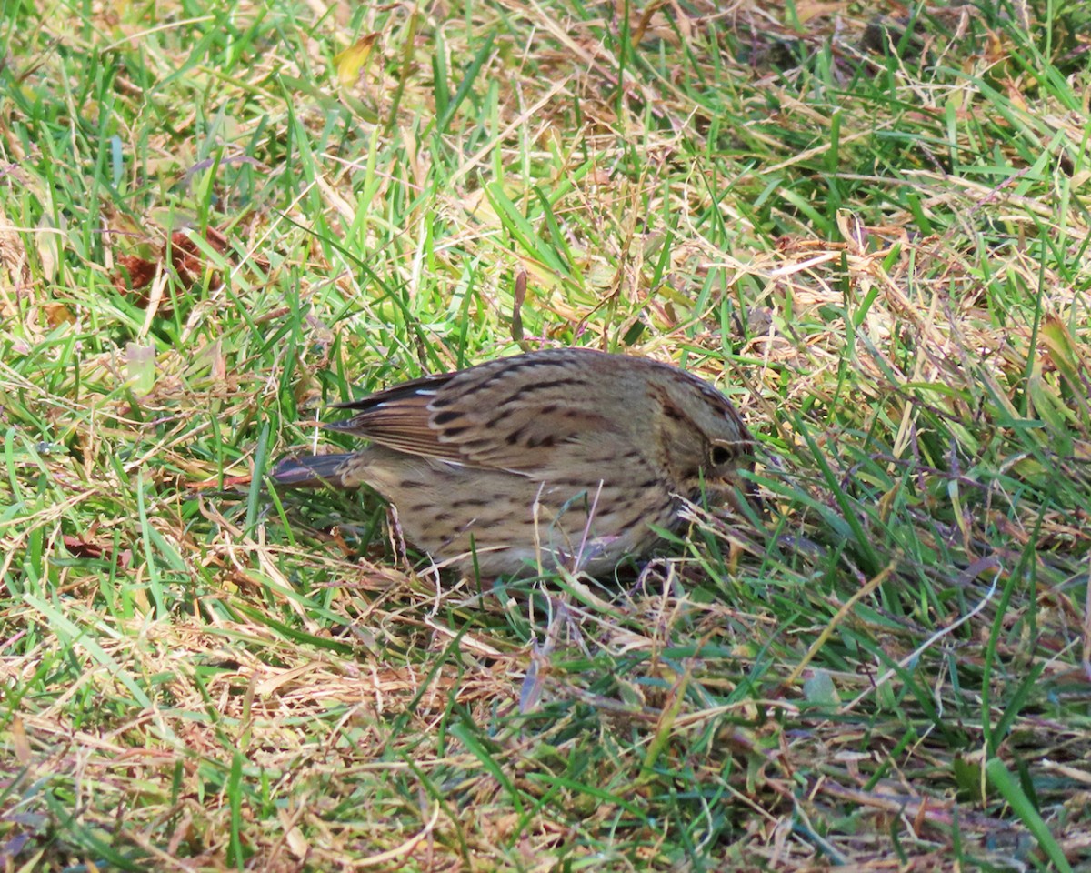 Lincoln's Sparrow - ML643961205
