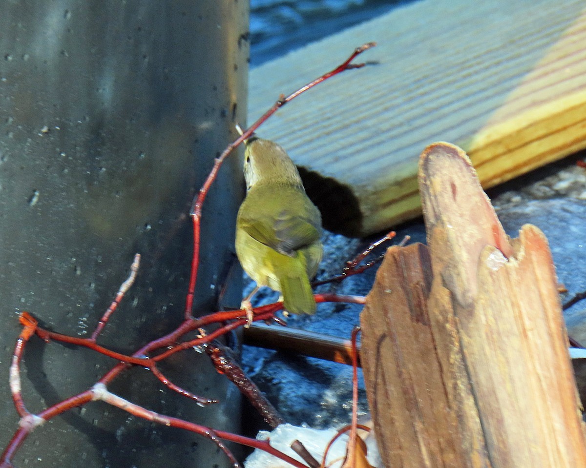 Common Yellowthroat - ML643961224