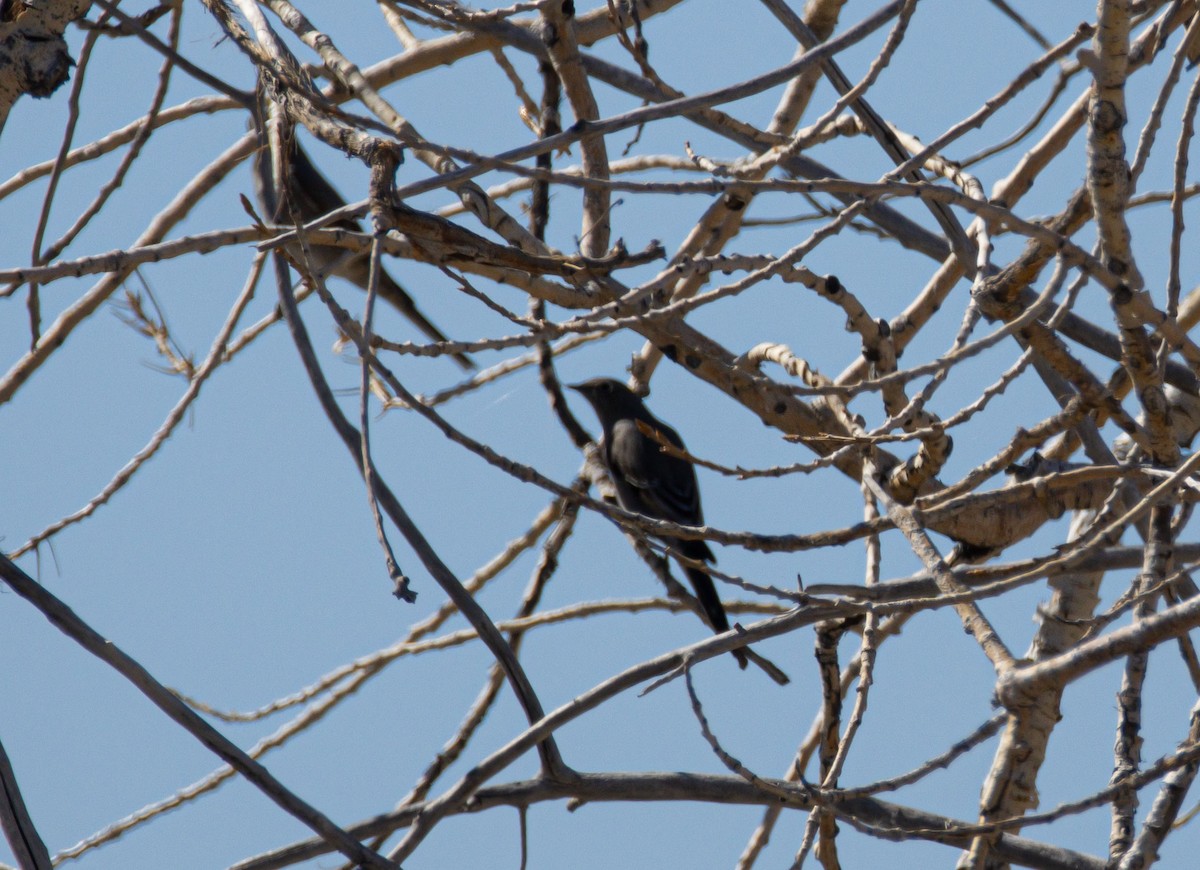 Townsend's Solitaire - ML643961227
