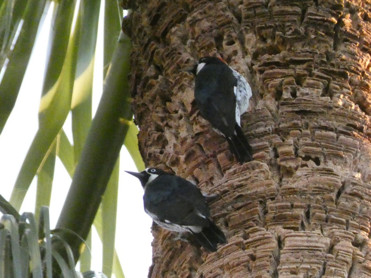 Acorn Woodpecker - ML643961234