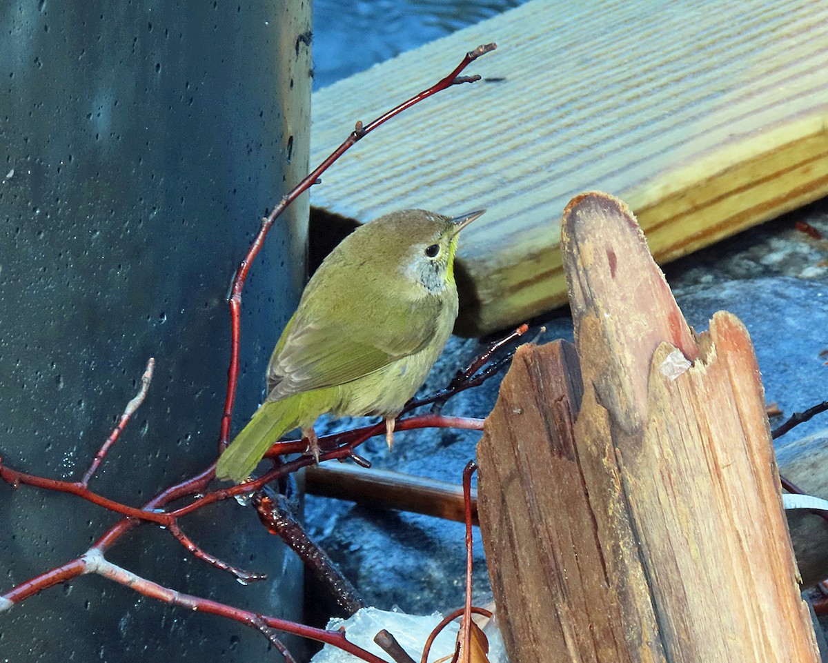 Common Yellowthroat - ML643961240