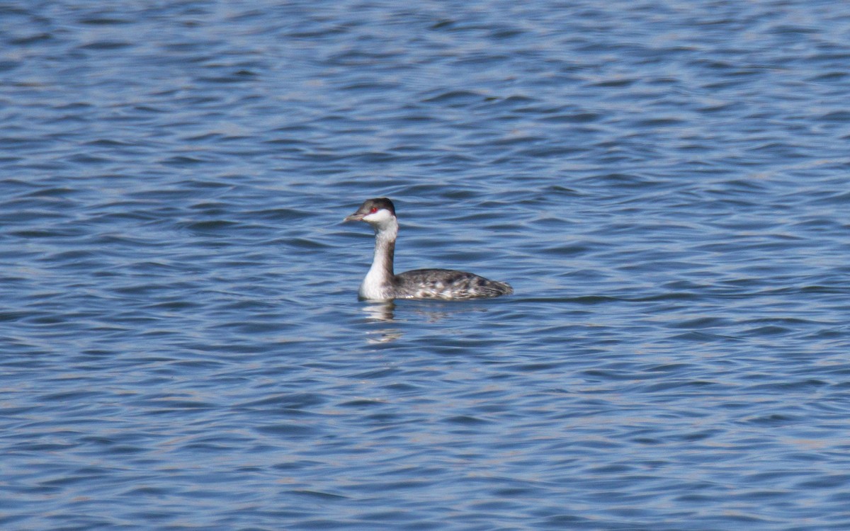 ミミカイツブリ - ML643961246