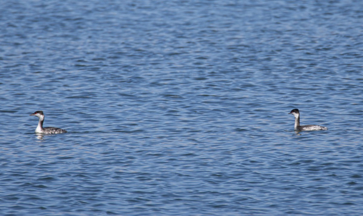 ミミカイツブリ - ML643961247