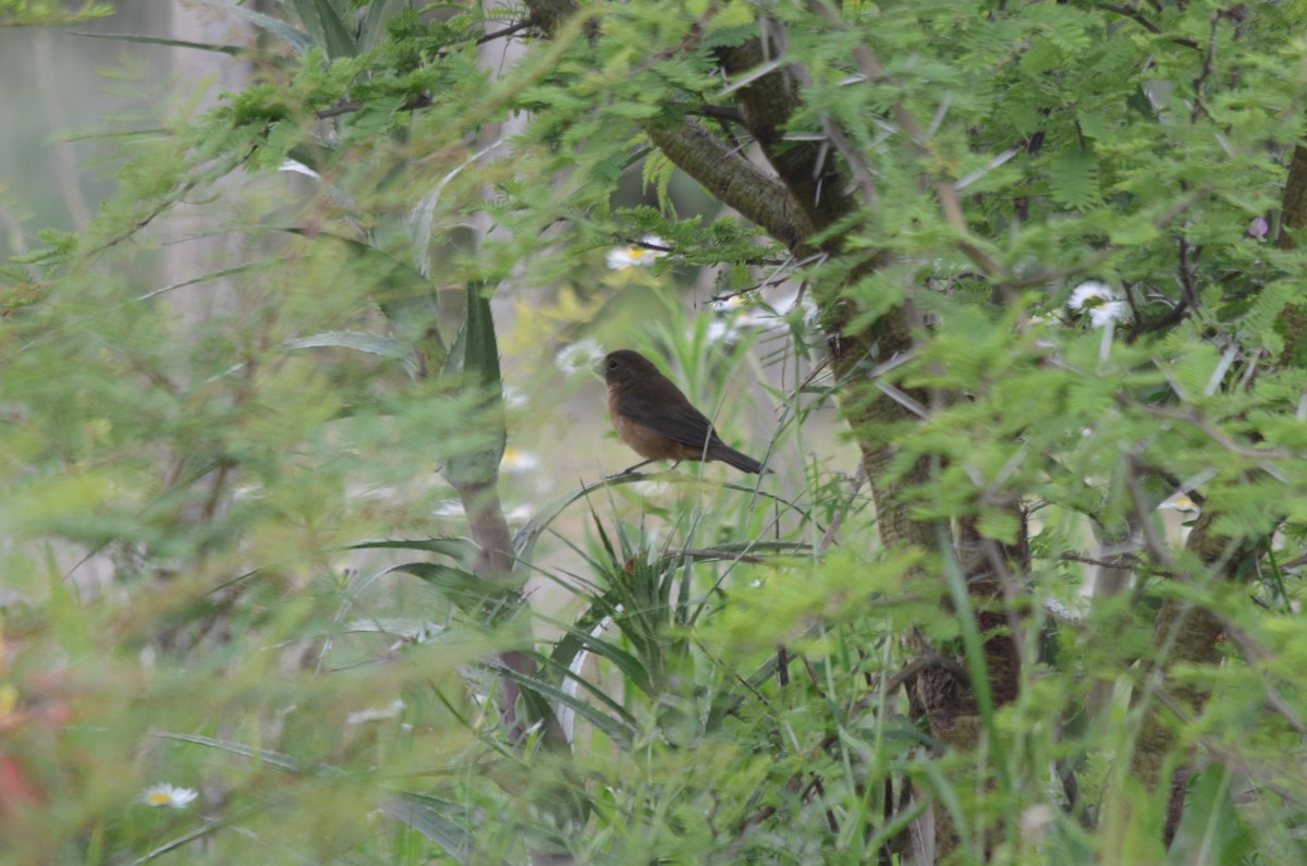 Glaucous-blue Grosbeak - ML643961265