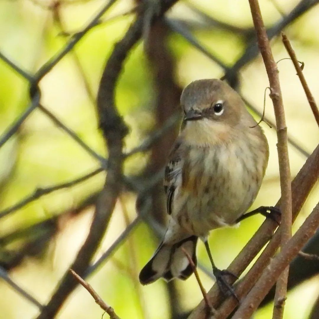 Yellow-rumped Warbler - ML643961271