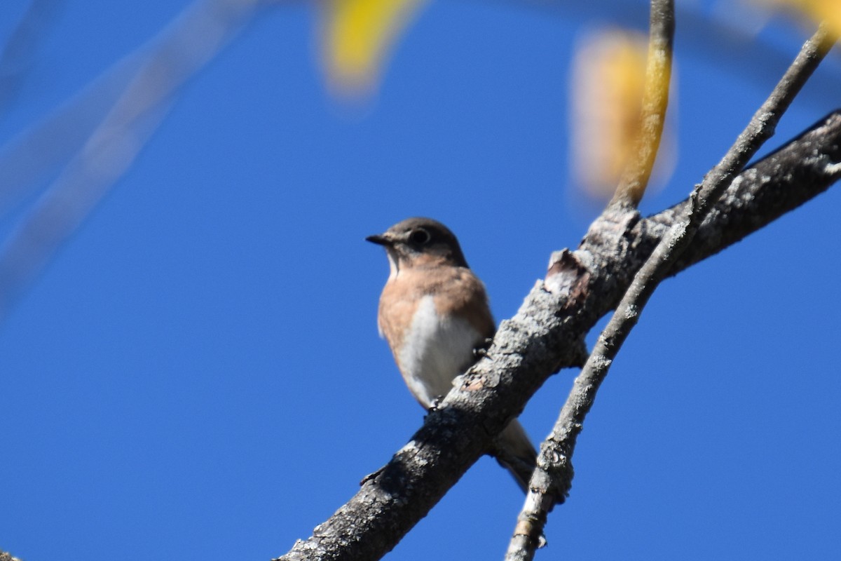 Eastern Bluebird - ML643961275
