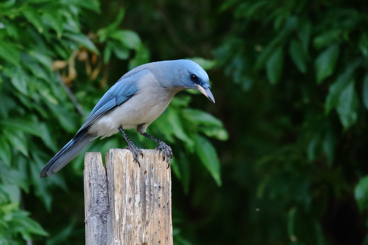 Mexican Jay - ML643961312