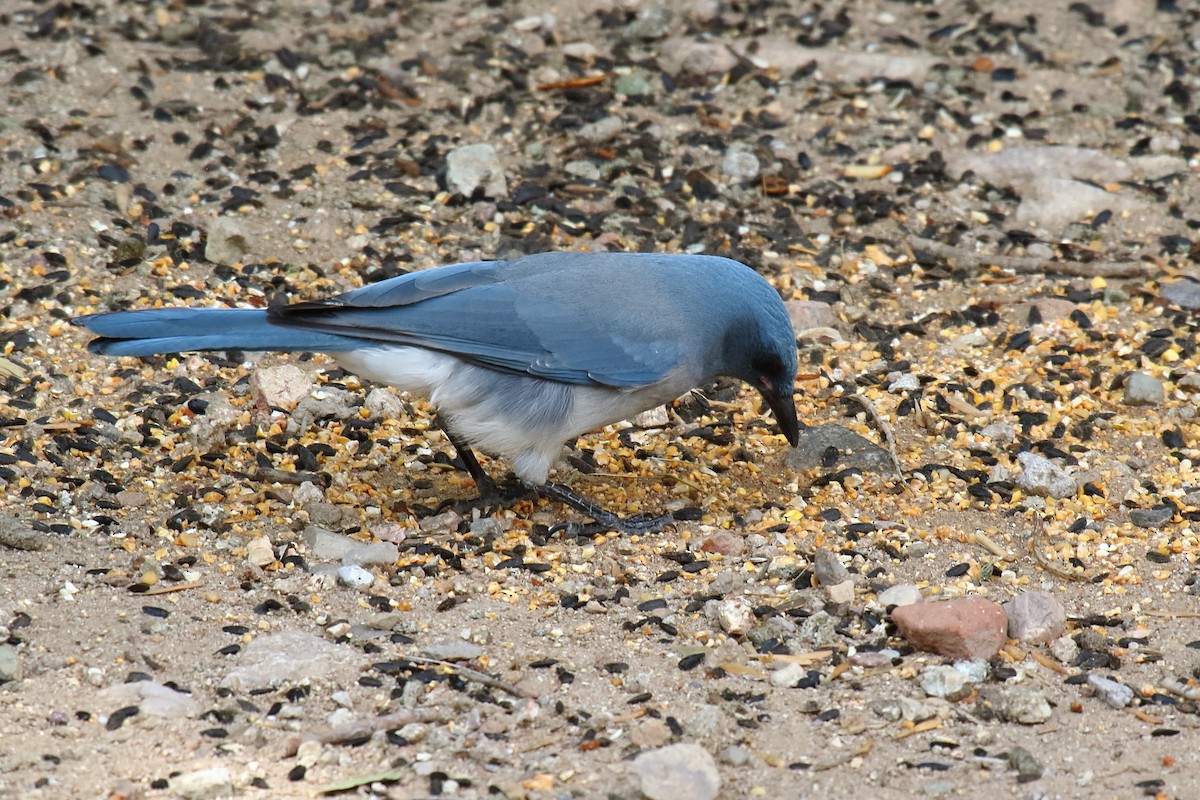 Mexican Jay - ML643961313