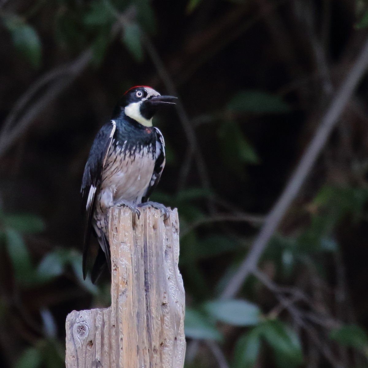 Acorn Woodpecker - ML643961330
