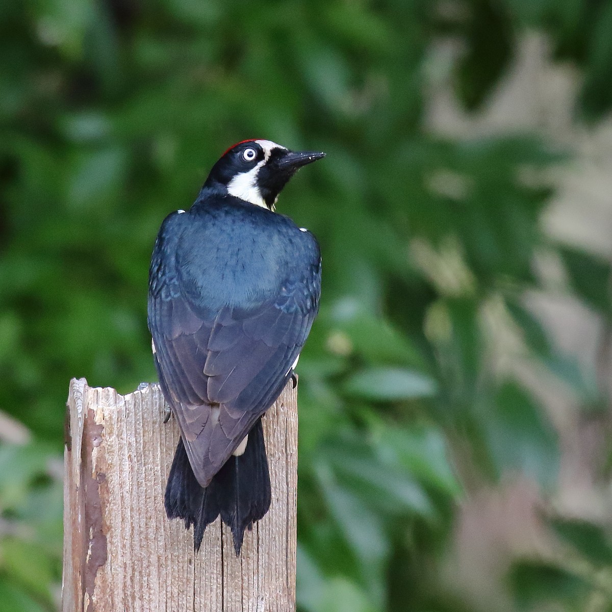Acorn Woodpecker - ML643961331