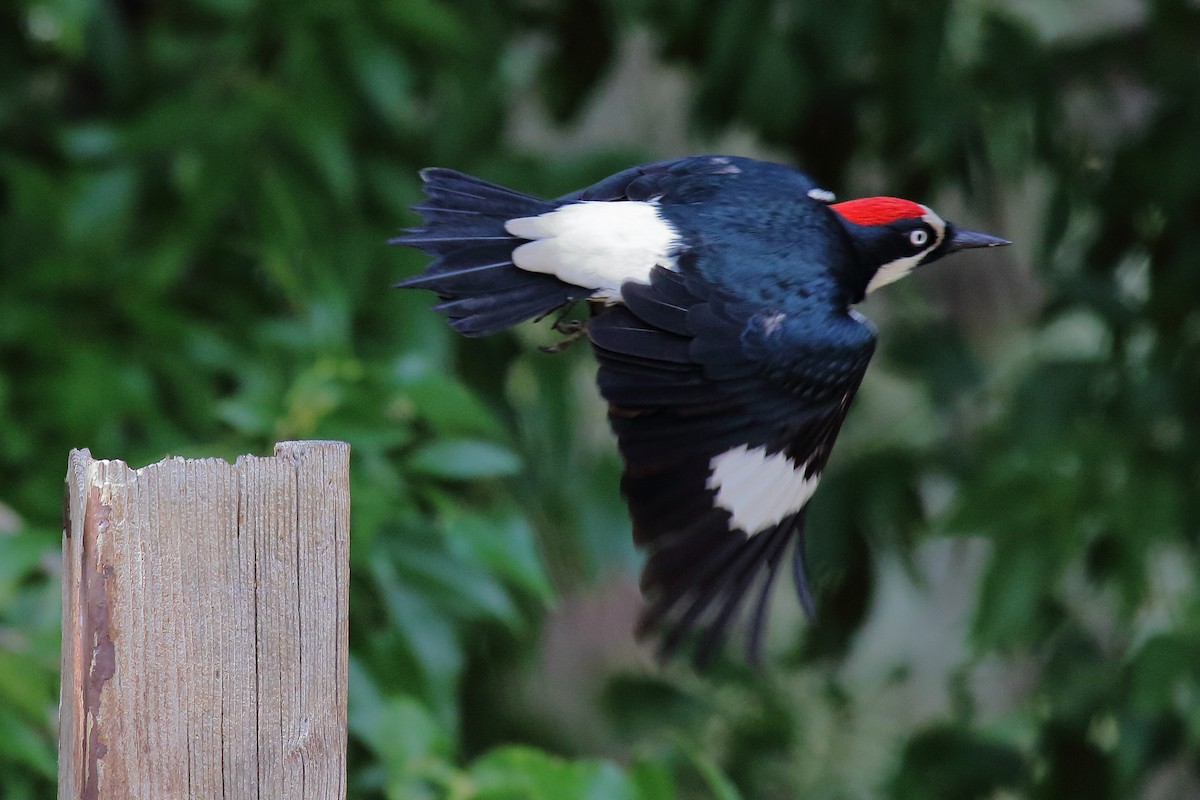 Acorn Woodpecker - ML643961332