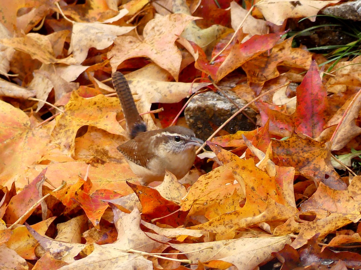 Carolina Wren - ML643961340