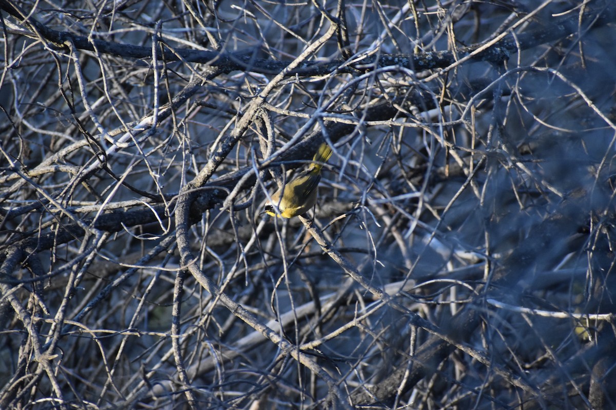 Common Yellowthroat - ML643961342