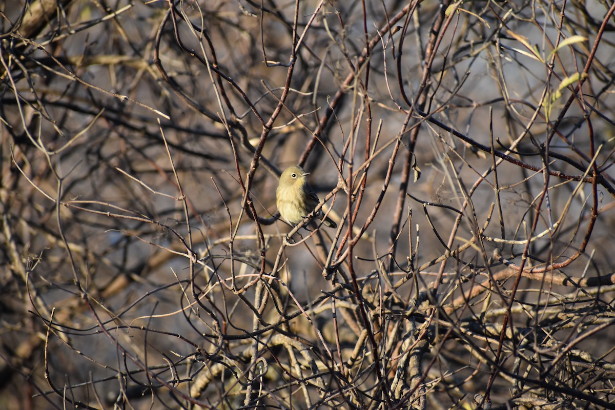 Yellow-rumped Warbler (Audubon's) - ML643961350