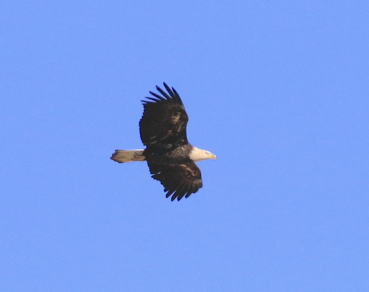 Bald Eagle - ML643961354