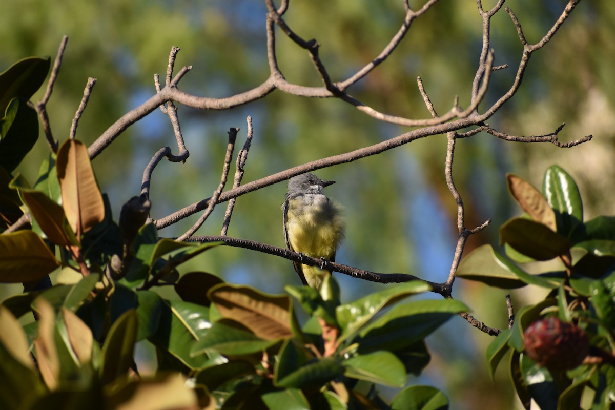 Cassin's Kingbird - ML643961355