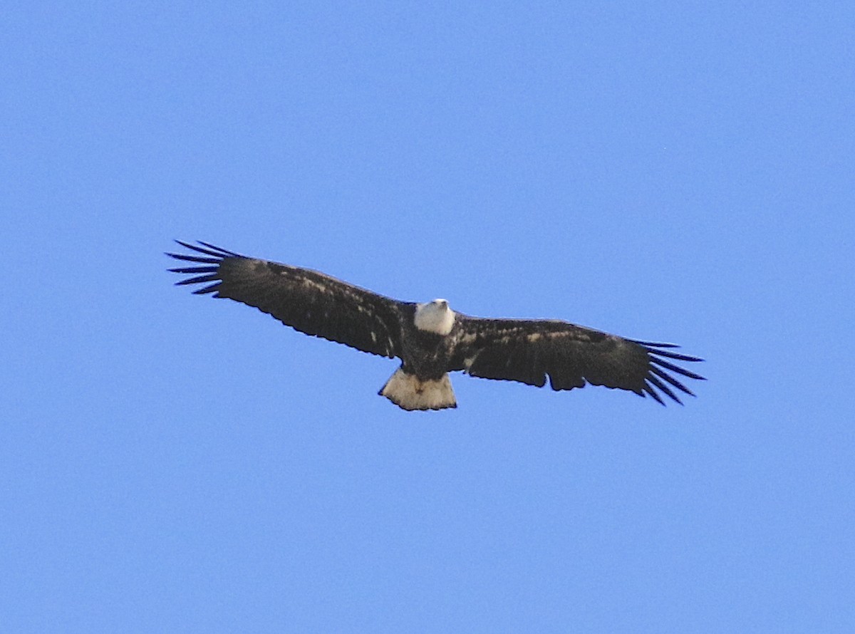 Bald Eagle - ML643961357