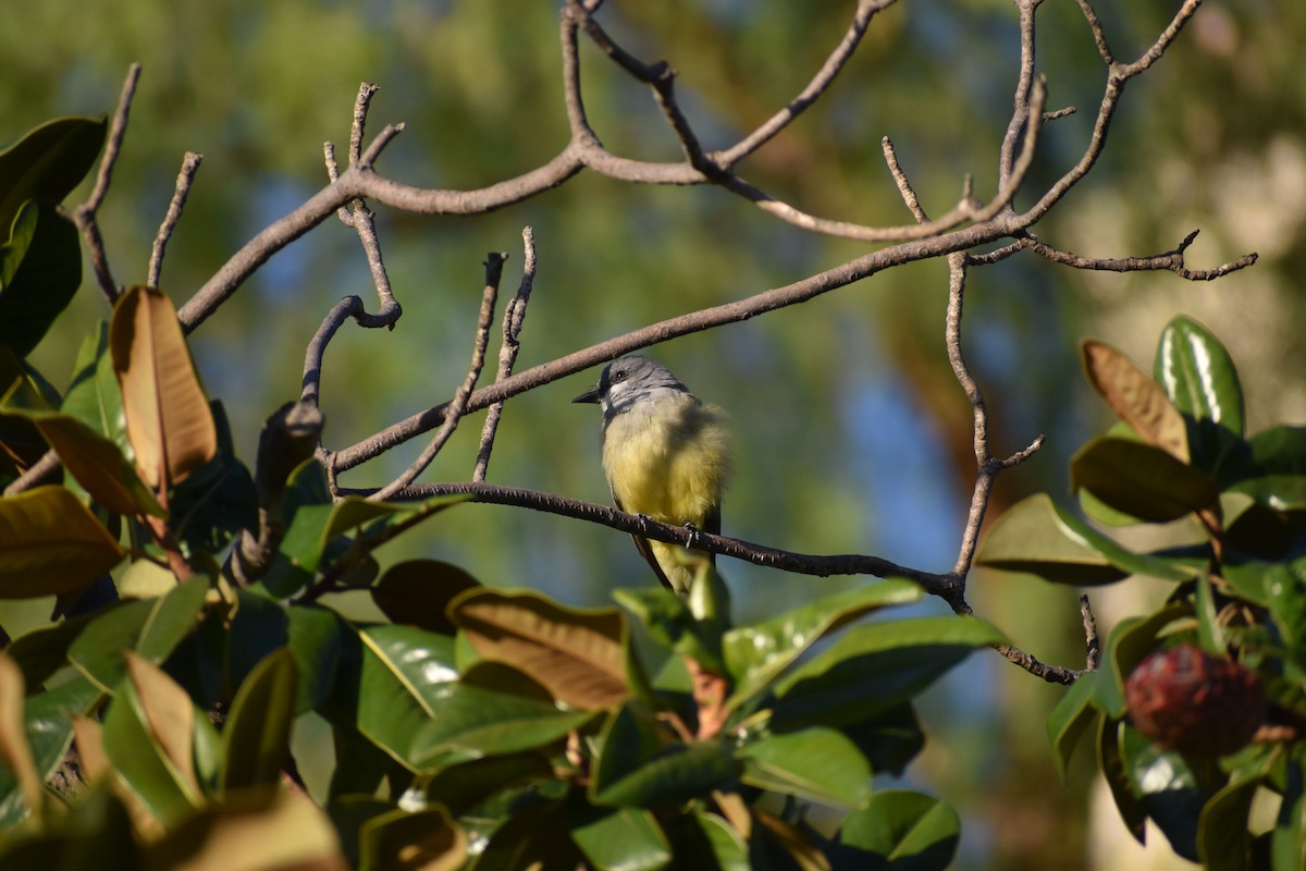 Cassin's Kingbird - ML643961358