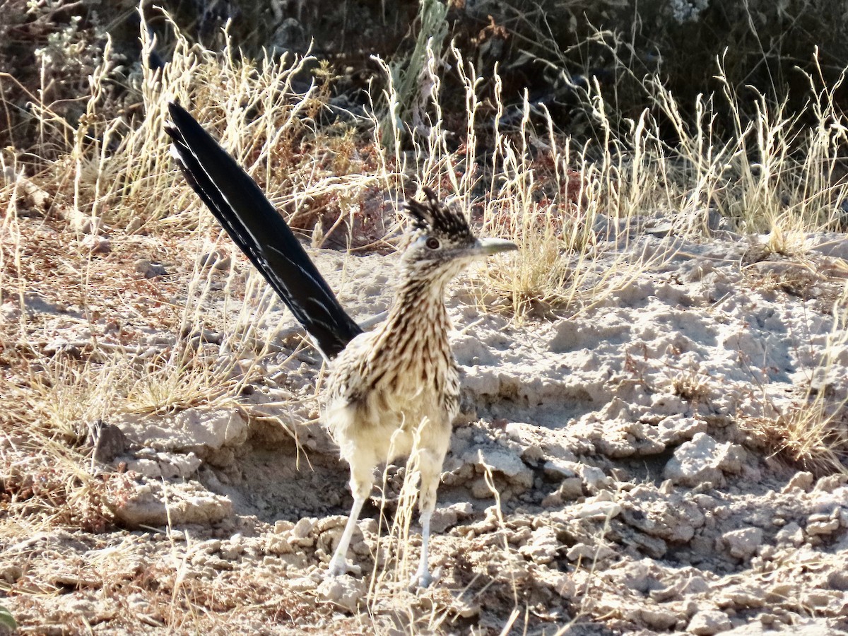 Greater Roadrunner - ML643961377
