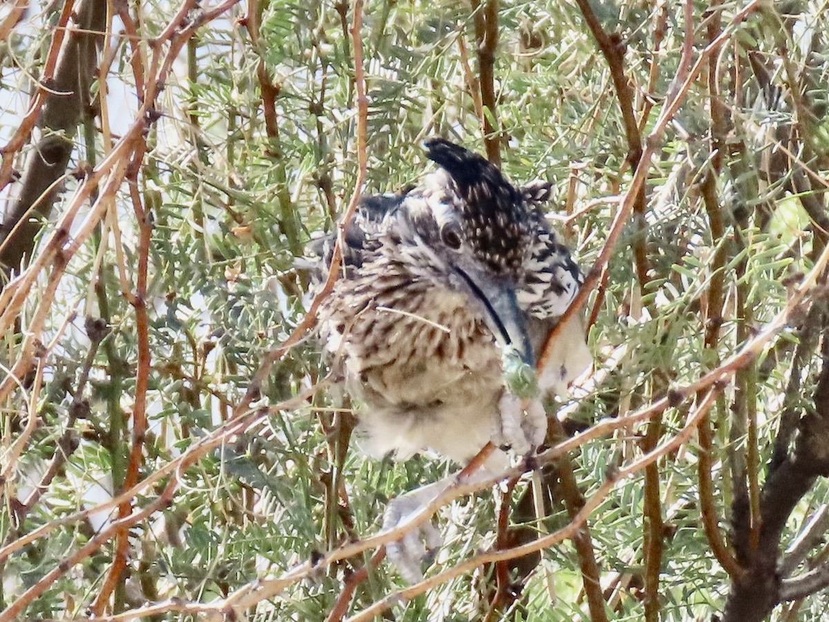 Greater Roadrunner - ML643961389