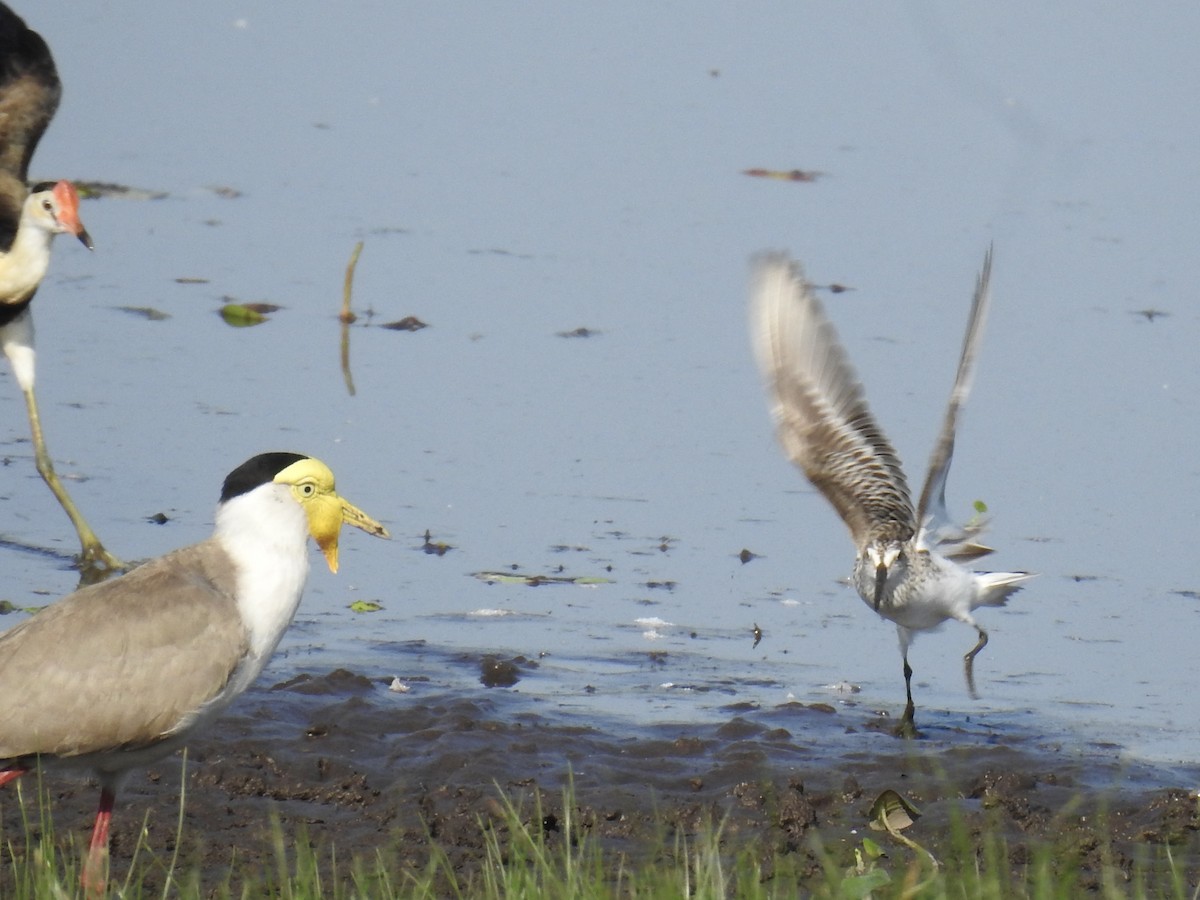 Грязовик - ML643961392